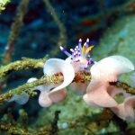 Lembeh Strait, Indonesia, 2017