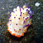 Lembeh Strait, Indonesia, 2017