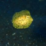 Lembeh Strait, Indonesia, 2017