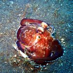 Lembeh Strait, Indonesia, 2017