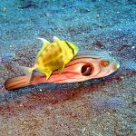 Lembeh Strait, Indonesia, 2017