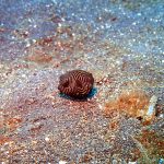 Lembeh Strait, Indonesia, 2017