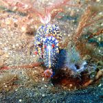 Lembeh Strait, Indonesia, 2017