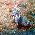 Lembeh Strait, Indonesia, 2017