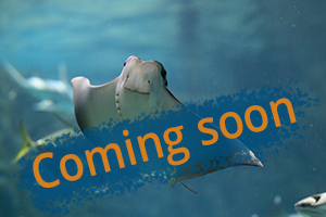 coming_soon_sm coming_soon_sm