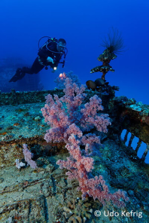 Jabeda Wreck_Weichkoralle Jabeda Wreck_Weichkoralle