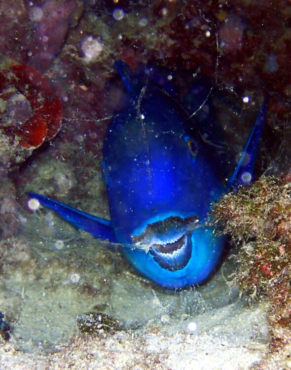 Nachttauchen Papageienfisch