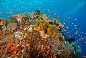 Bali Coral Reef Bali Coral Reef
