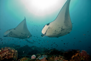 Bali Mantas